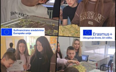 Hummus, Erasmus i alfa alfa